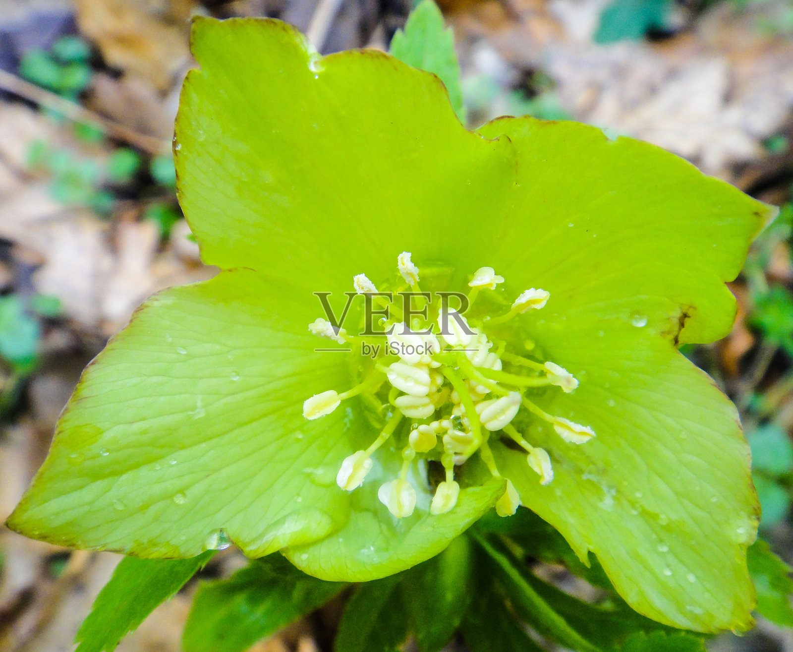 波斯尼亚的绿色植物照片摄影图片