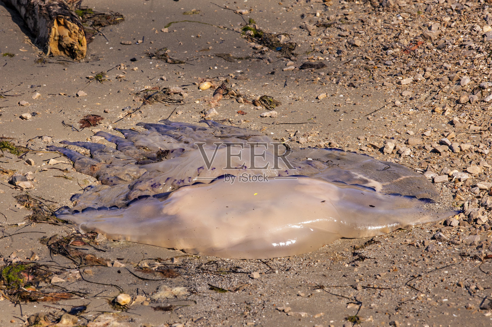 水母照片摄影图片