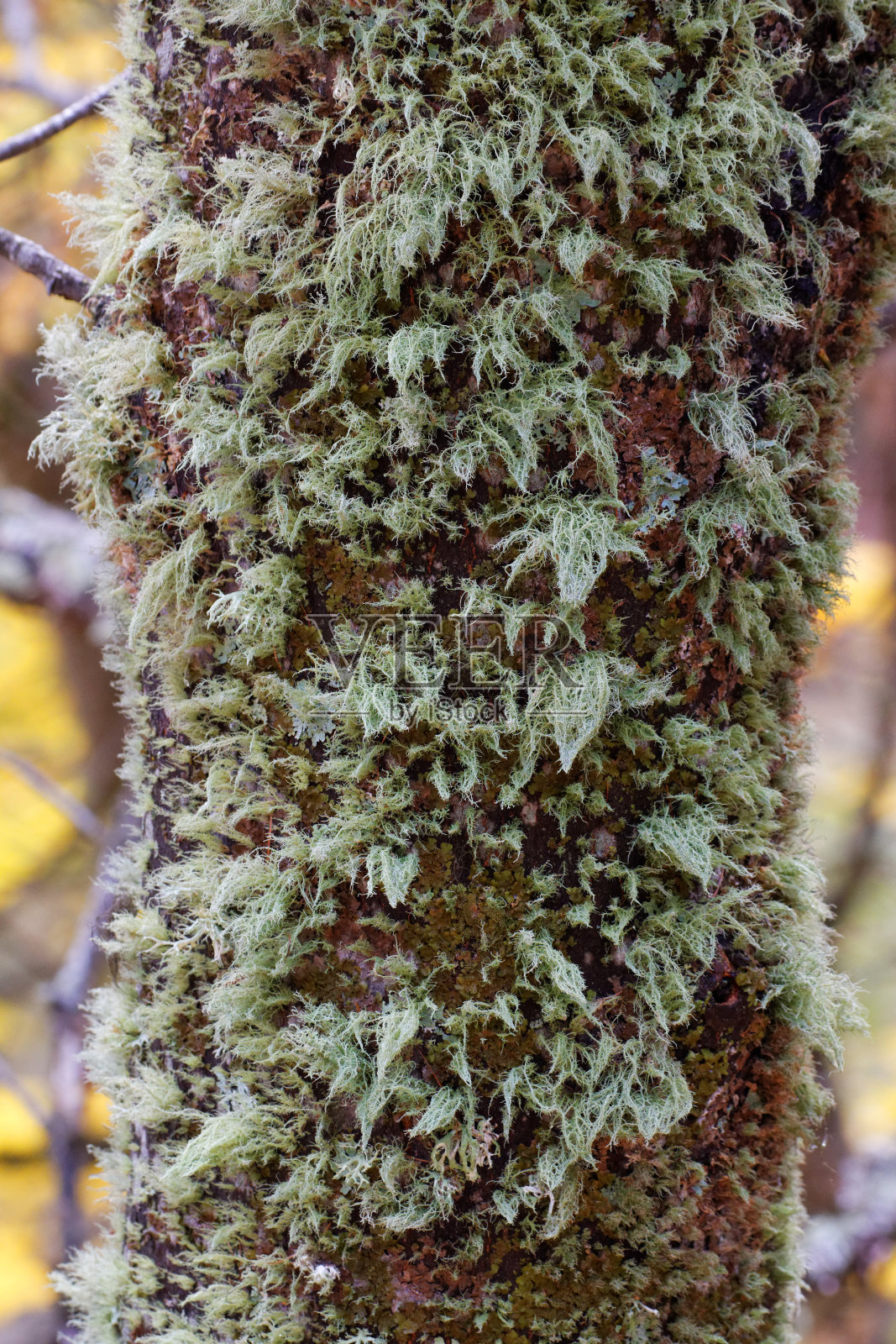 树干的细节，树皮被绿色地衣覆盖照片摄影图片