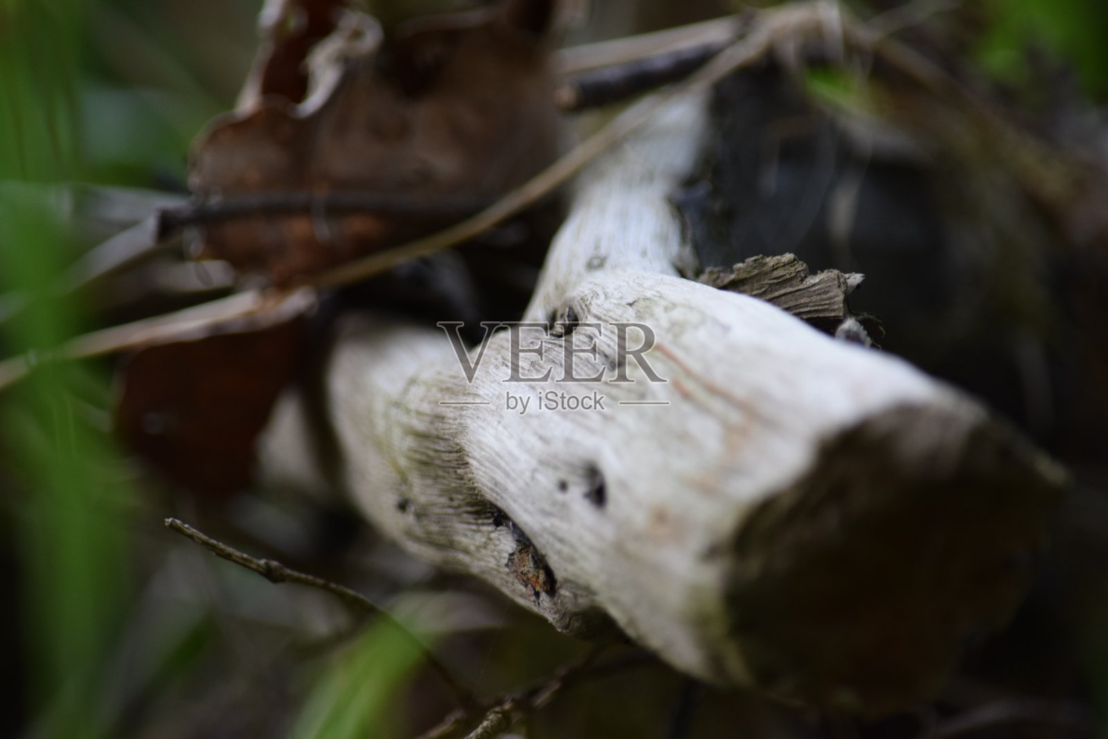 沿着一根棍子照片摄影图片