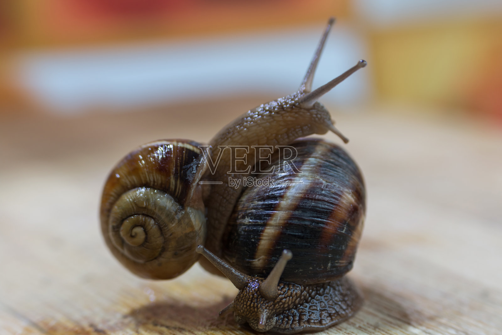 两只蜗牛在一张木桌上爬行照片摄影图片