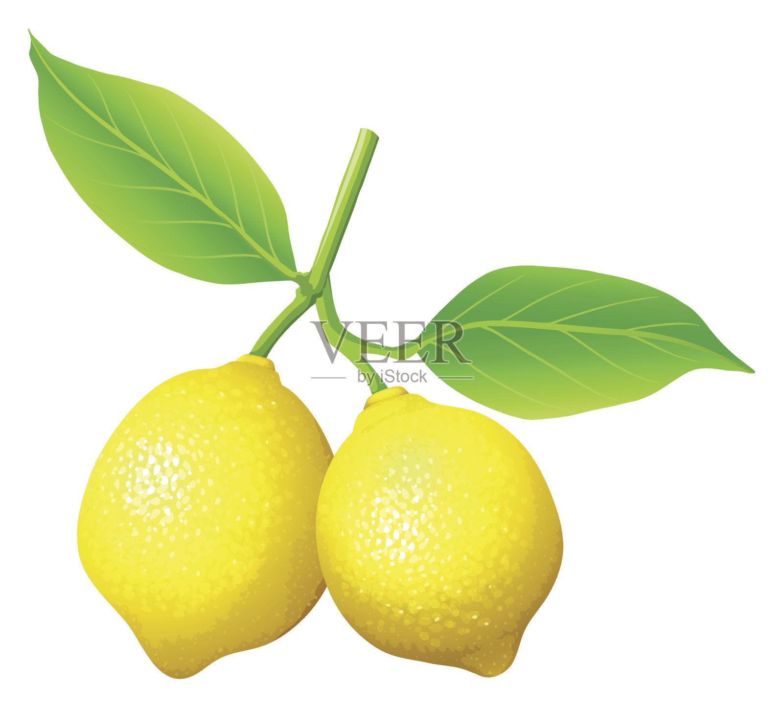 新鲜的柠檬在树枝上插画图片素材