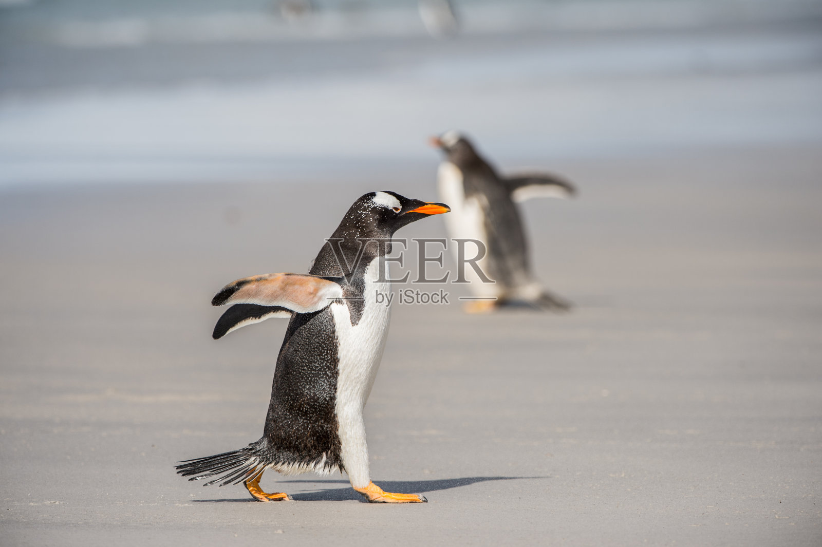 企鹅在南极照片摄影图片