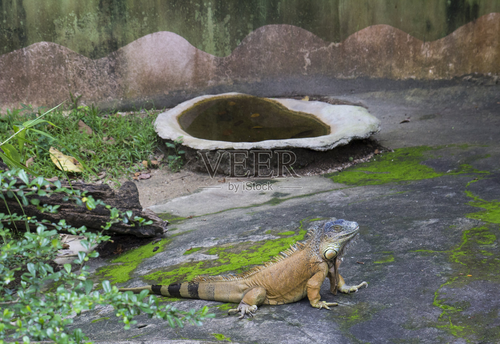 的鬣蜥照片摄影图片