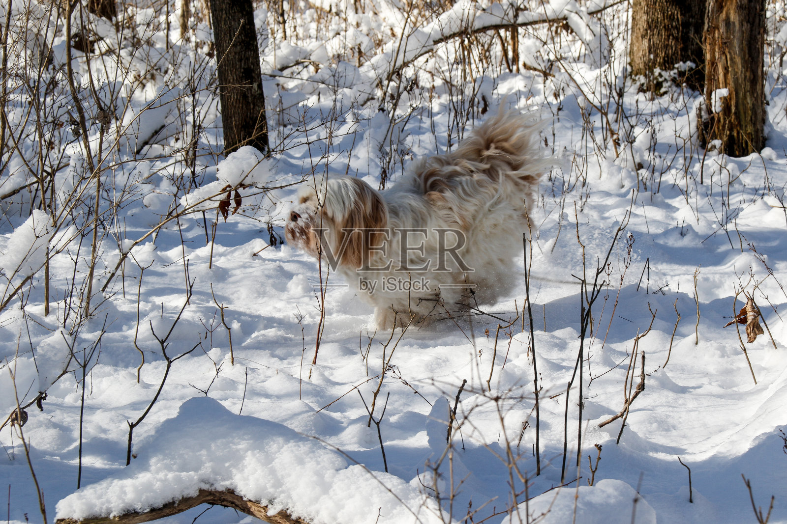 爪子在一起照片摄影图片