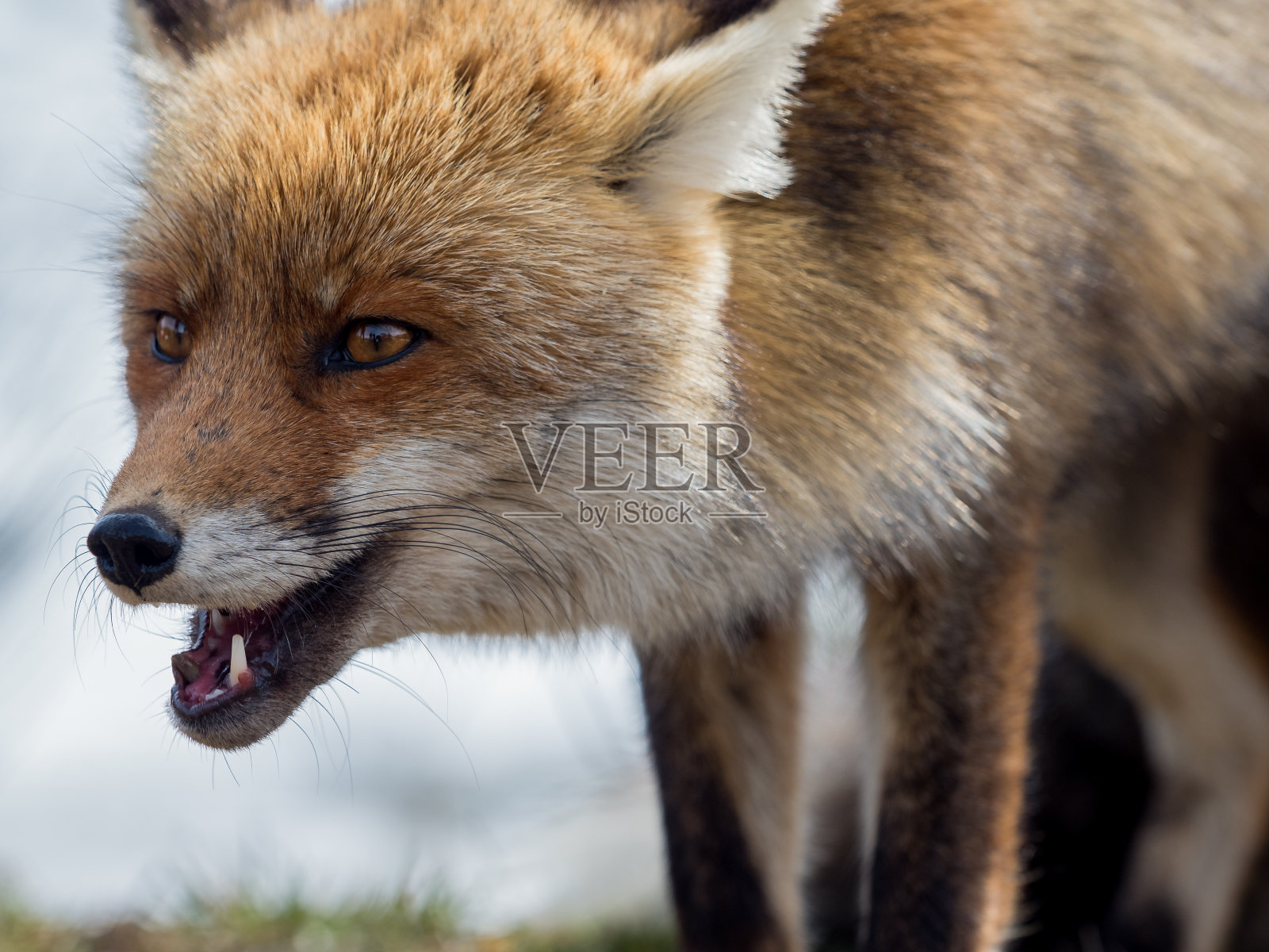 赤狐(Vulpes Vulpes)特写肖像照片摄影图片