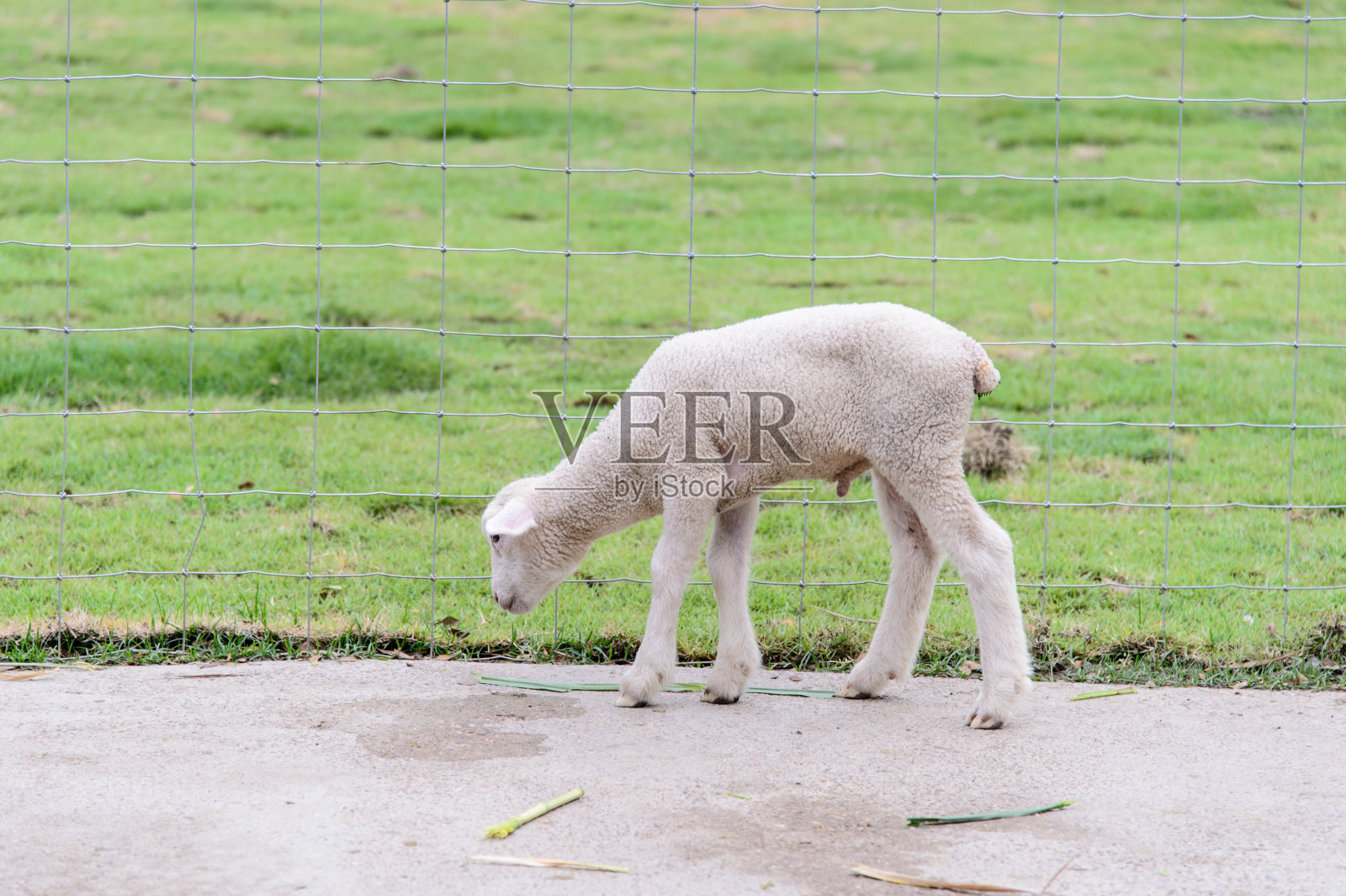 农场里可爱的小羊羔照片摄影图片