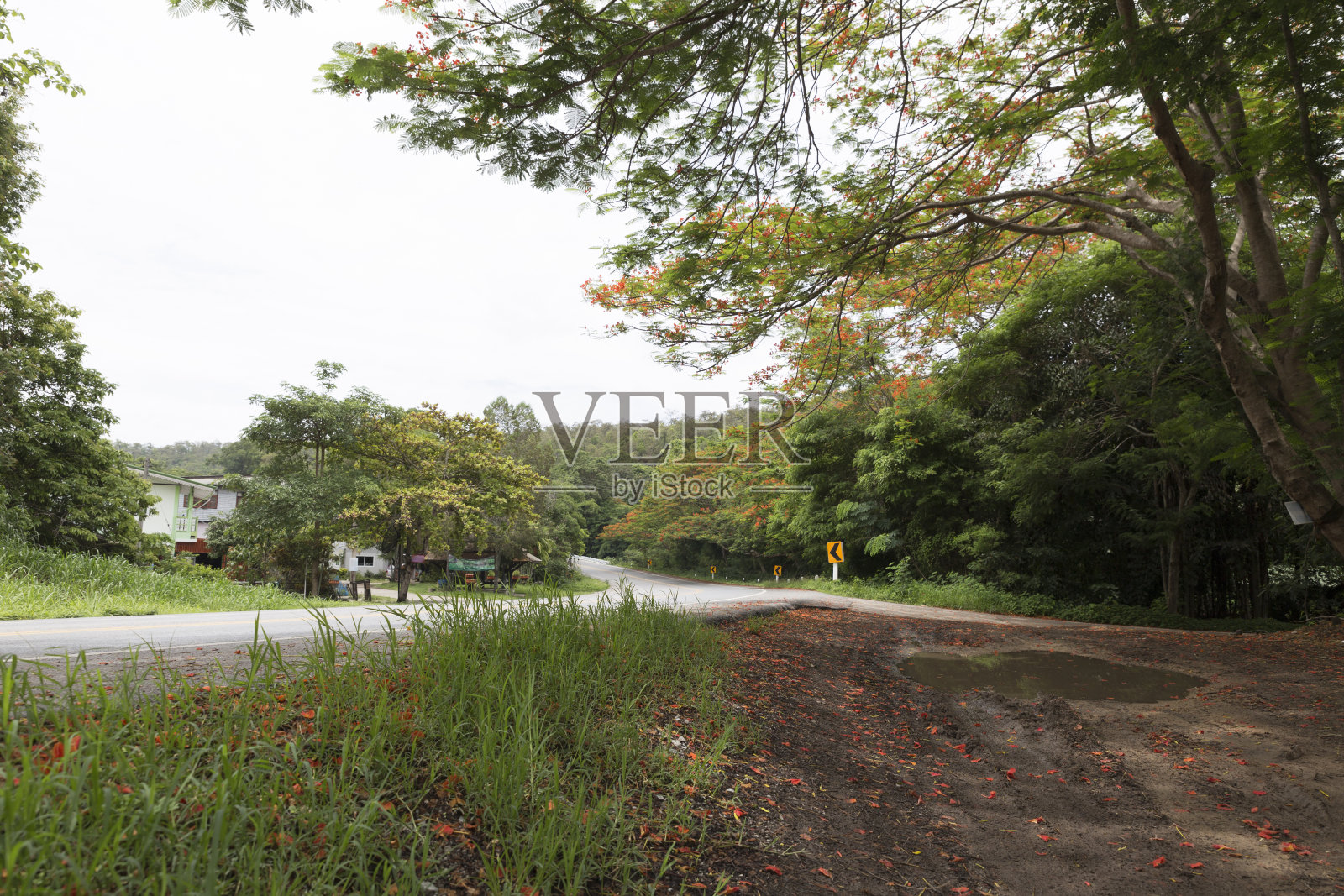 路边的火焰树盛开的花朵照片摄影图片