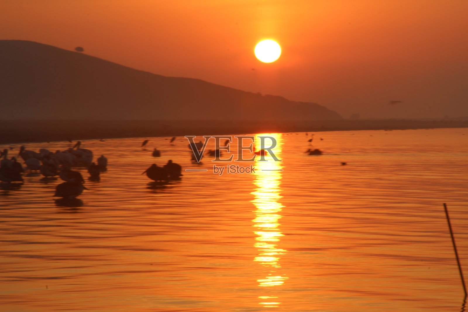 日出、海鸟、鹳、候鸟照片摄影图片