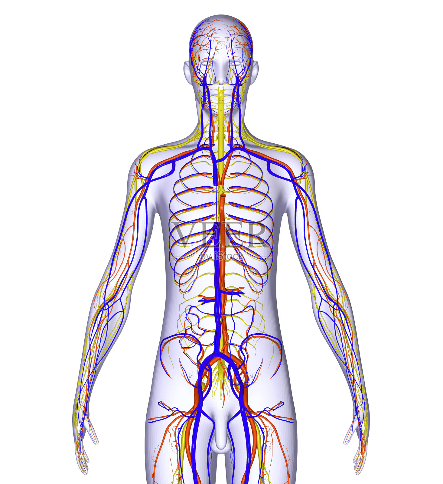 有神经系统的身体照片摄影图片