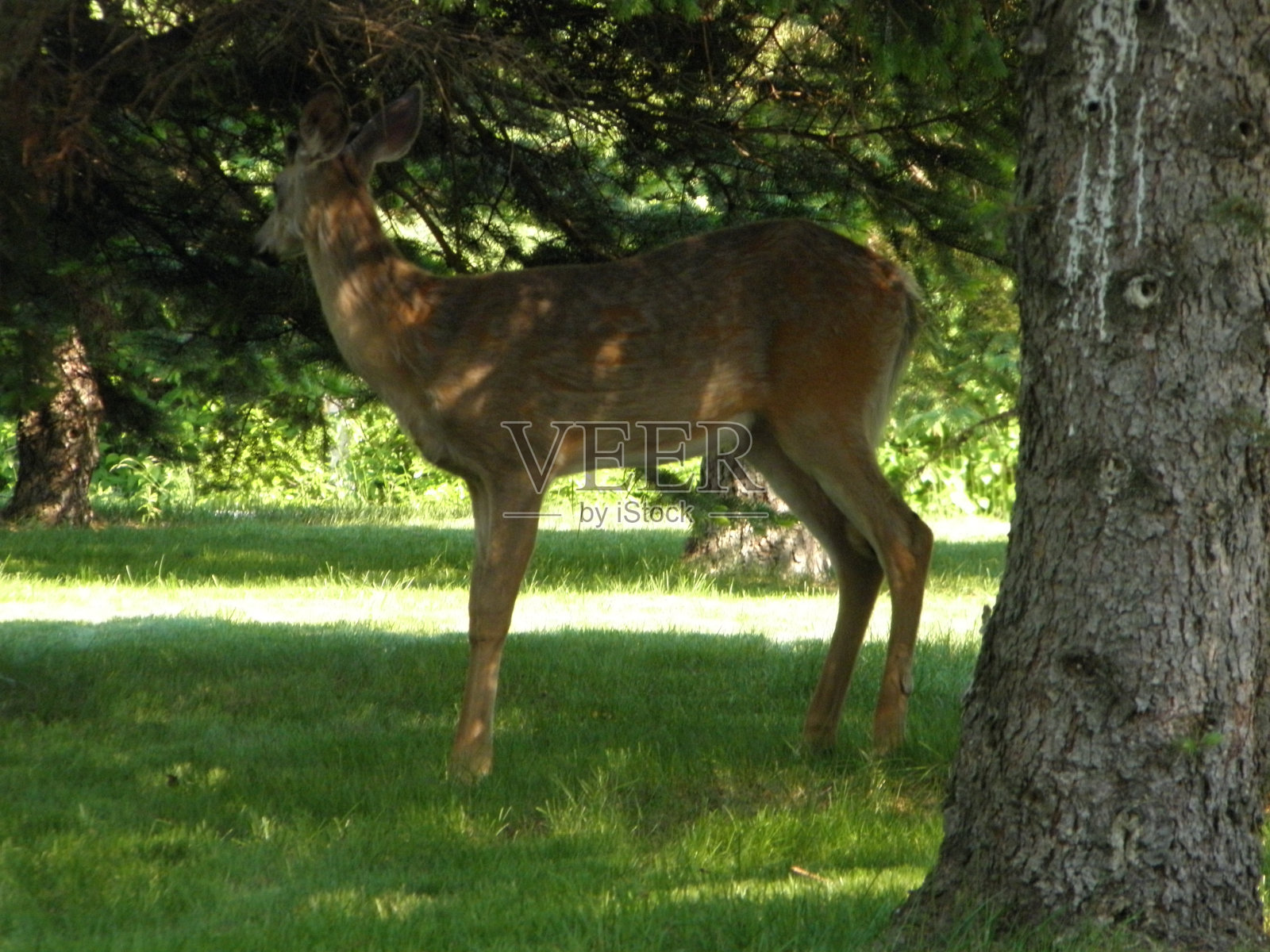 鹿在草坪上小鹿。照片摄影图片