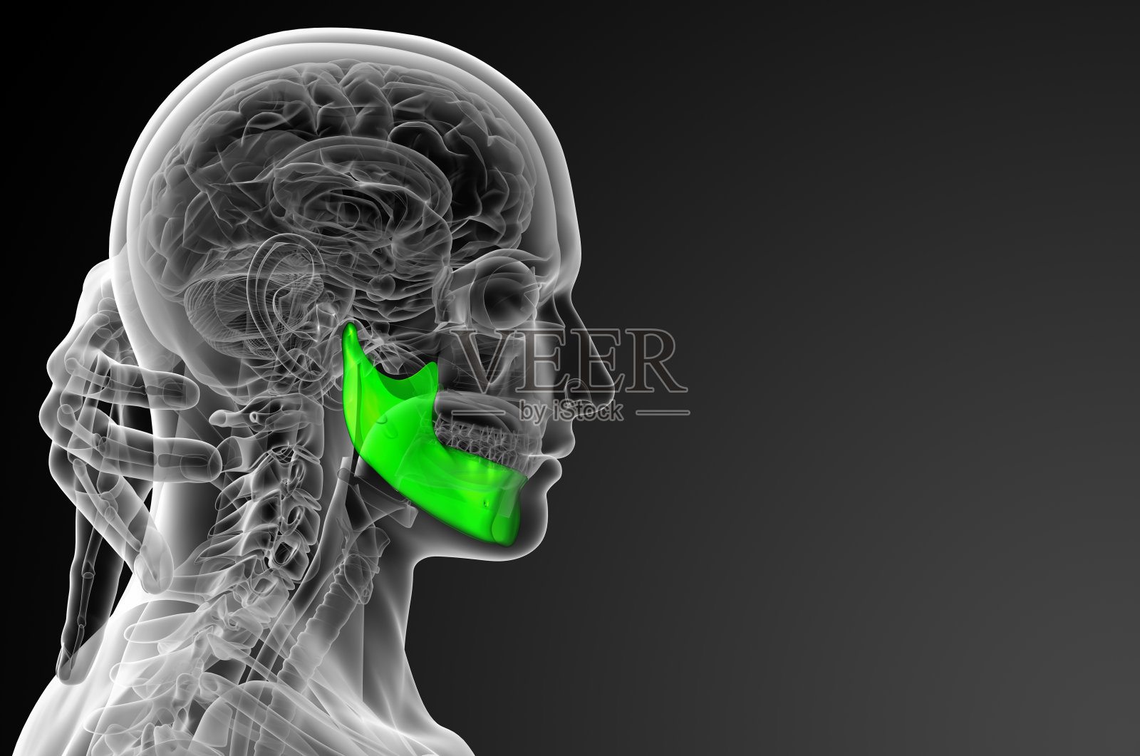 3d渲染插图-颌骨照片摄影图片
