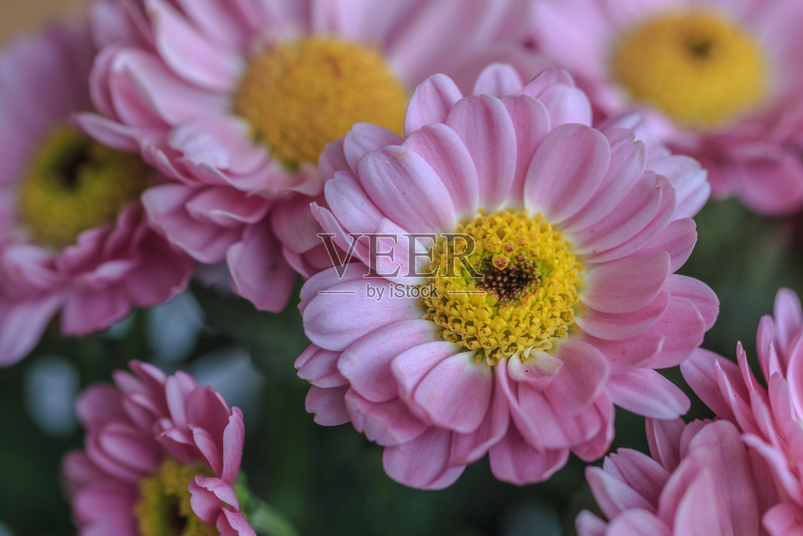 花的心照片摄影图片