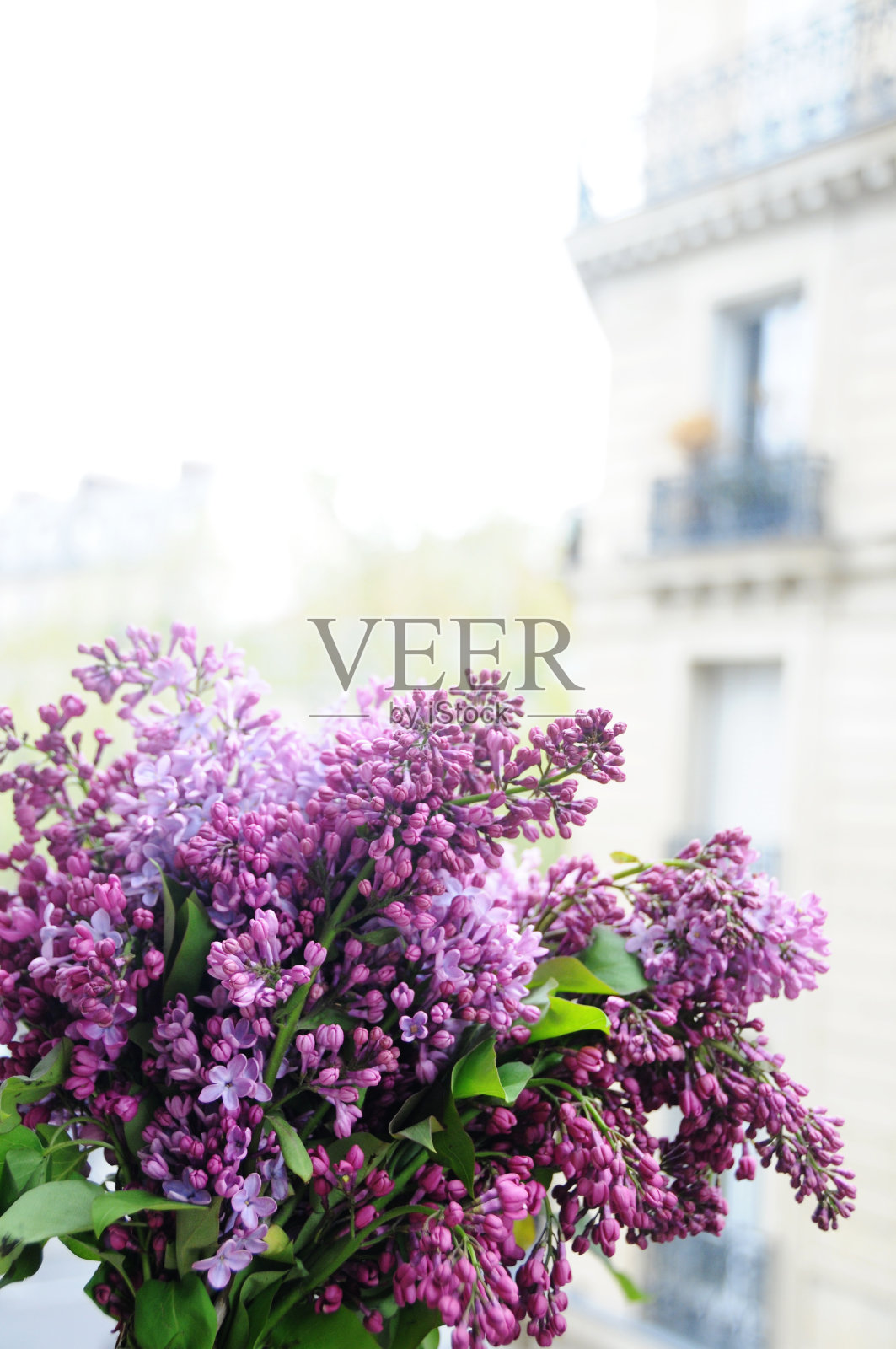 春天在巴黎-丁香花照片摄影图片