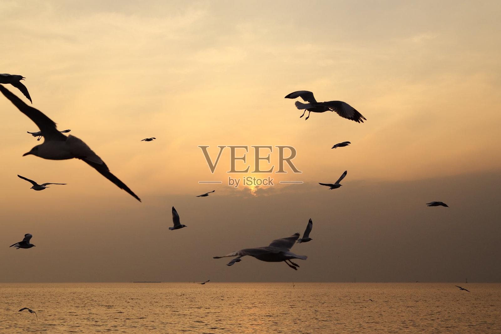 海鸥与日落照片摄影图片