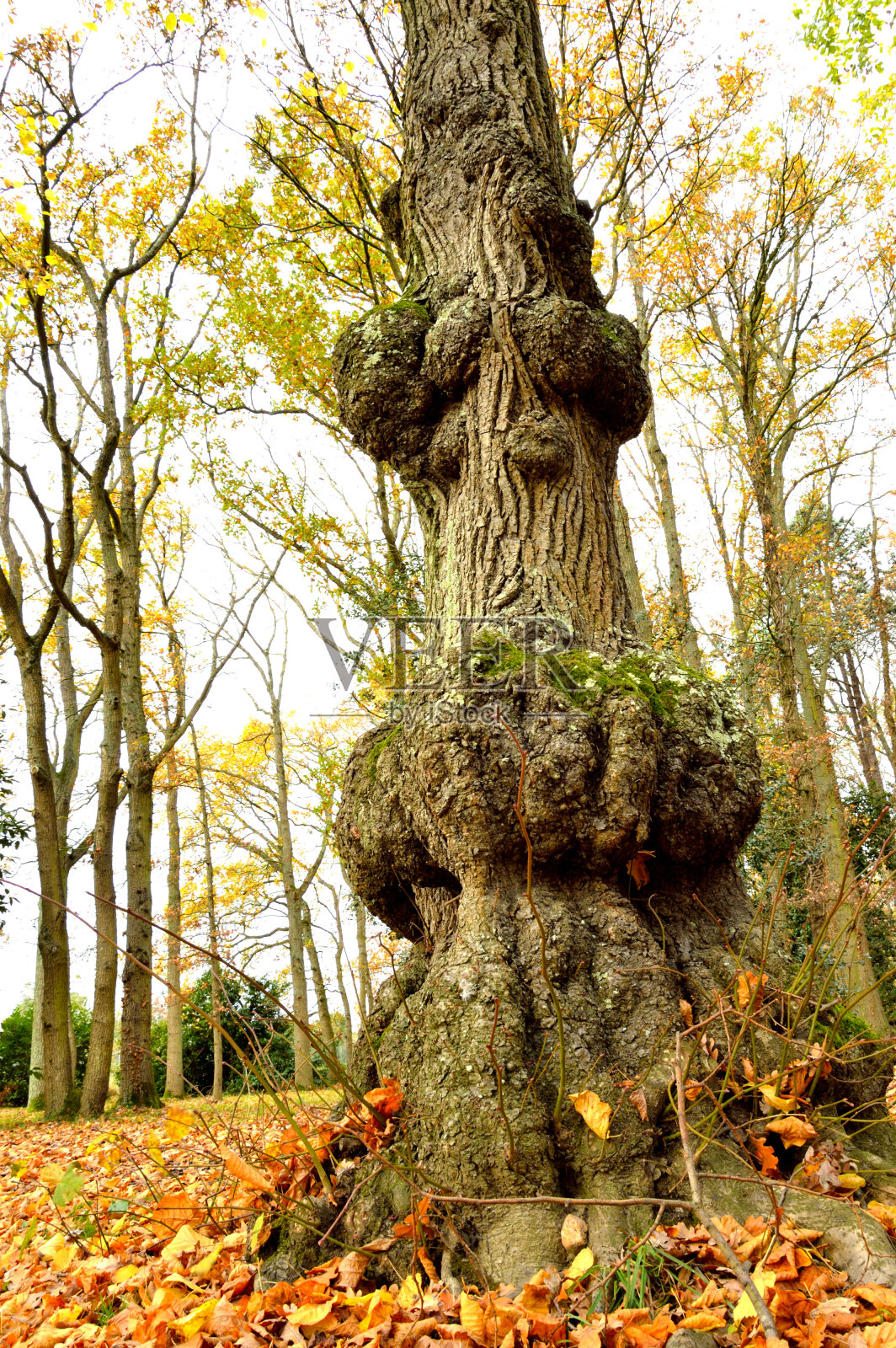 树干有凸起的树的树干照片摄影图片
