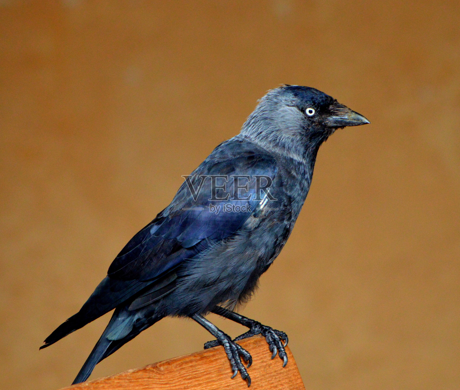 寒鸦照片摄影图片