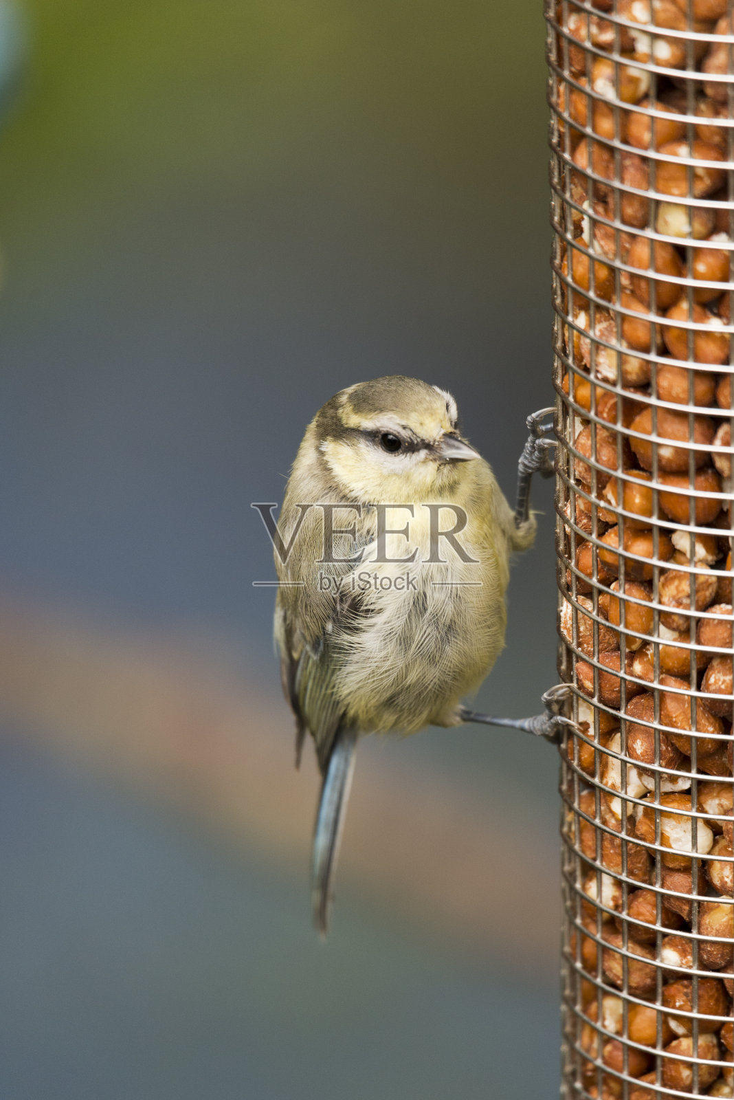 野生鸟类照片摄影图片