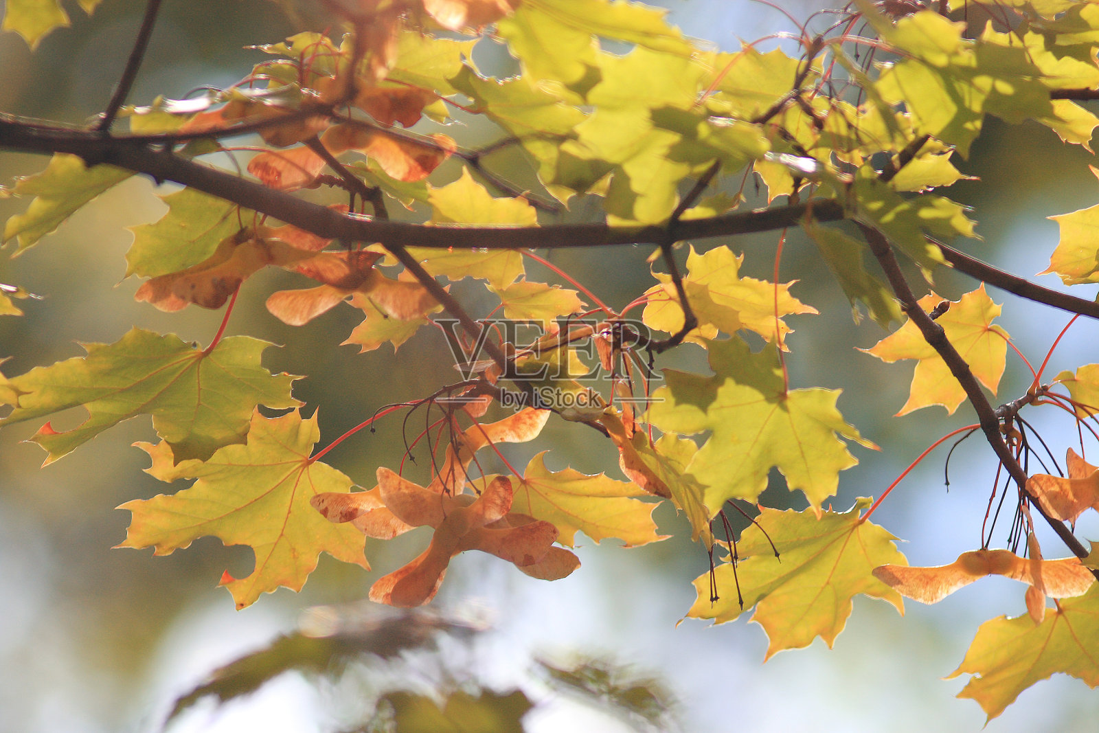 桔黄色的叶子在树枝上概念秋天照片摄影图片