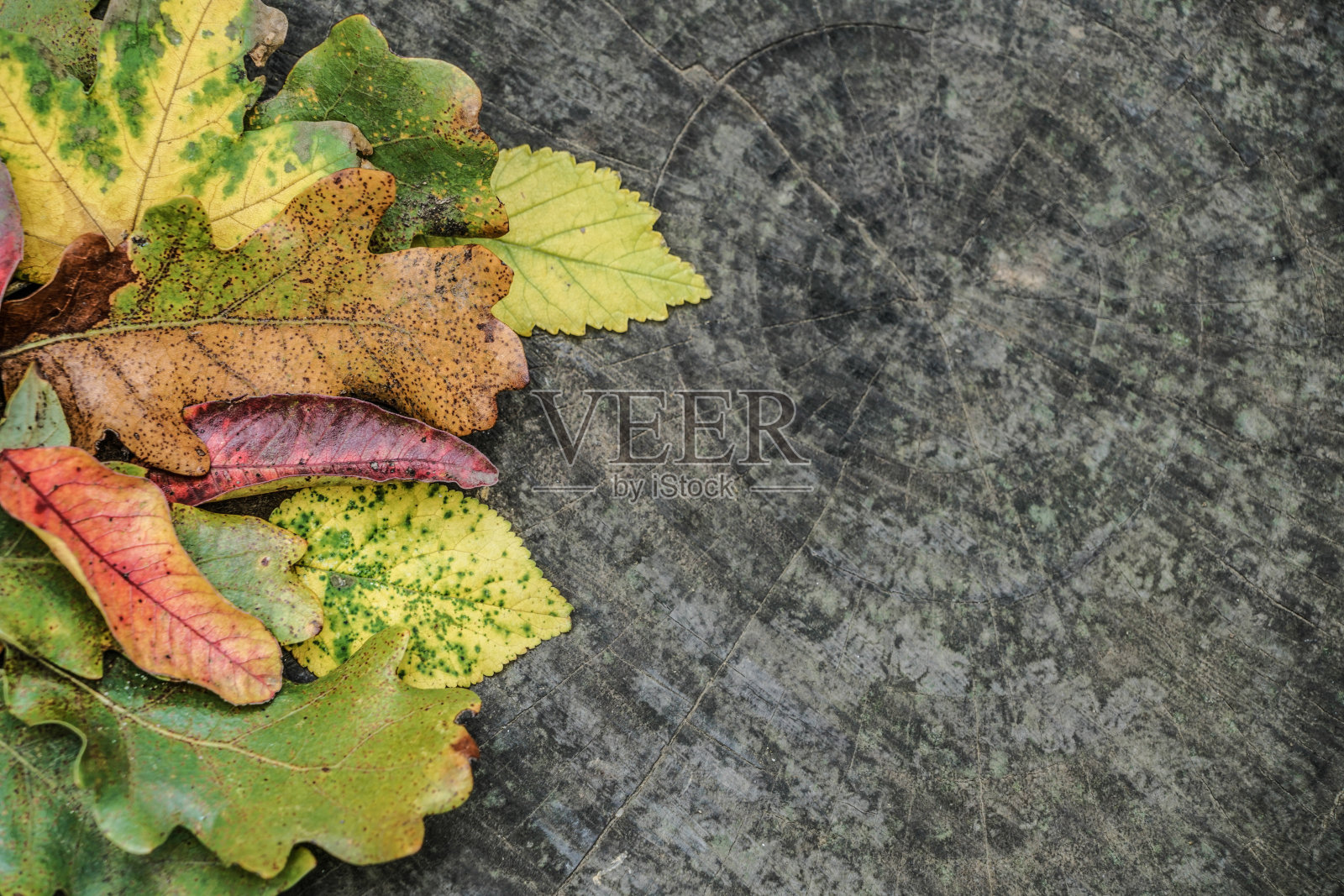 秋天的模板与干燥的叶子在木制表面照片摄影图片