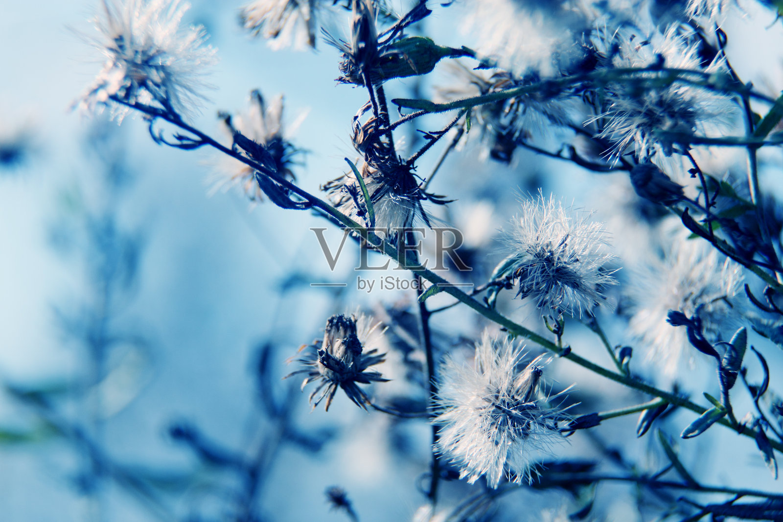 花的背景照片摄影图片