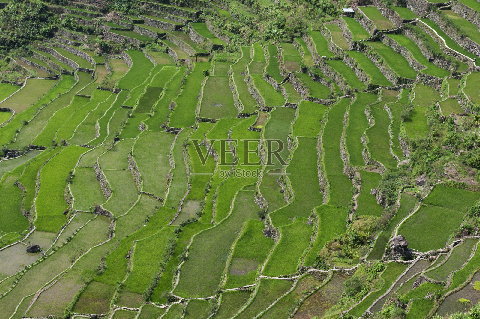 水稻梯田照片摄影图片