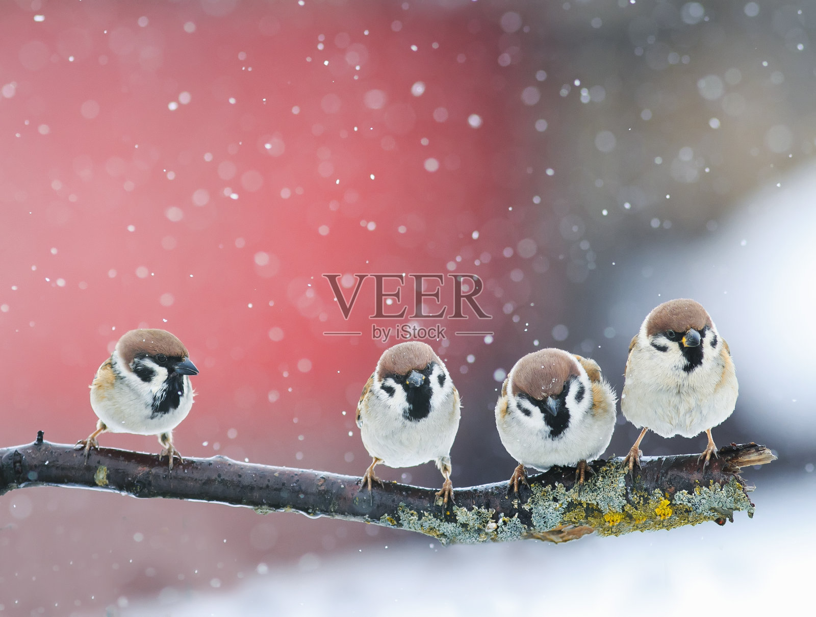 一场大雪期间，公园里有趣的小鸟坐在树枝上照片摄影图片