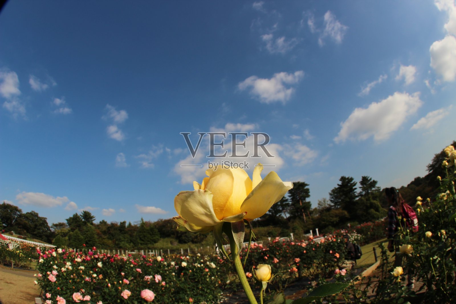 东京的秋季玫瑰园照片摄影图片