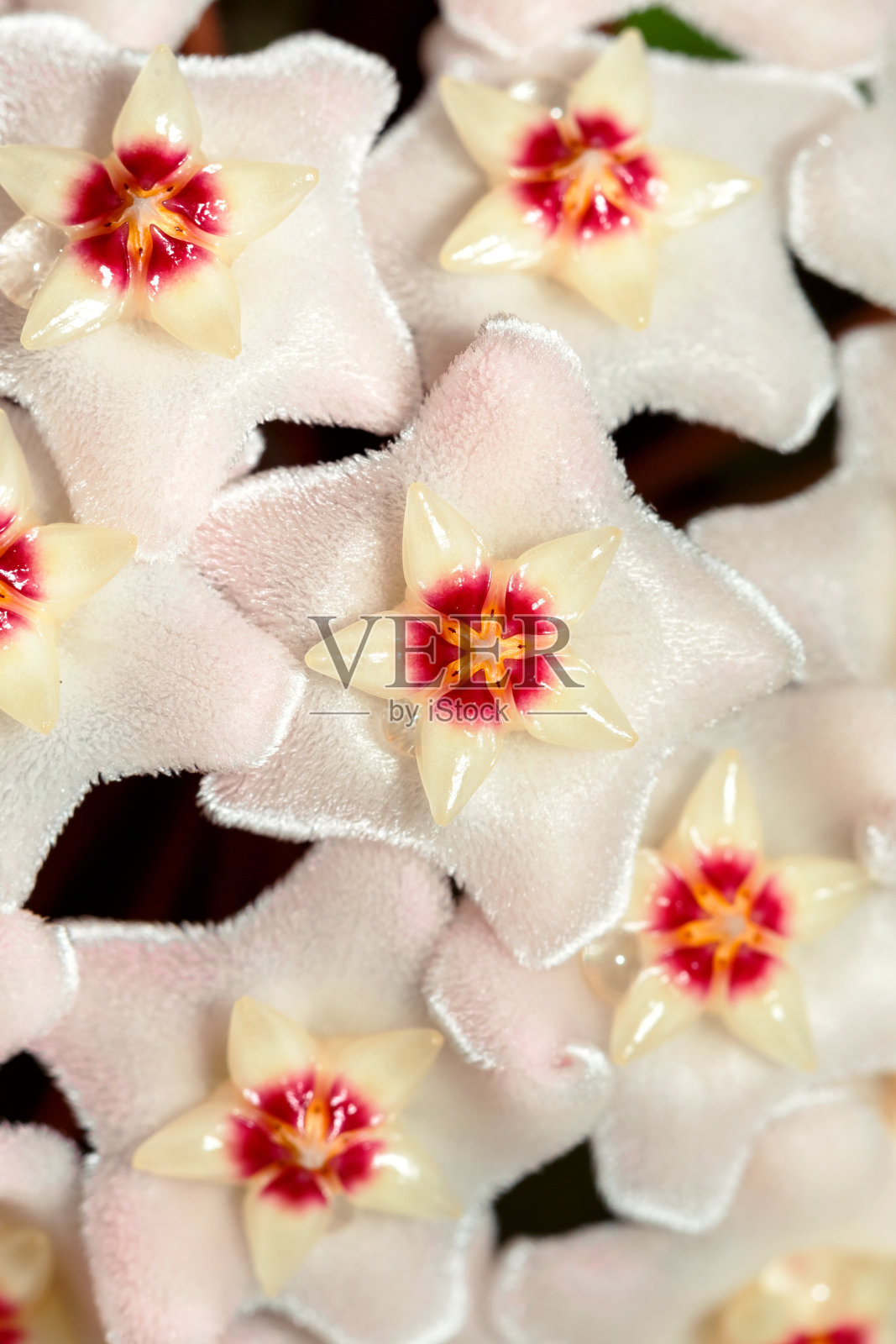 球兰carnosa。盆栽植物近处照片摄影图片