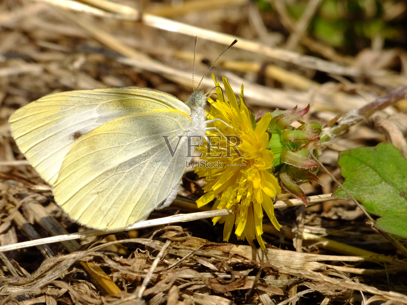 白蝴蝶用餐#4照片摄影图片