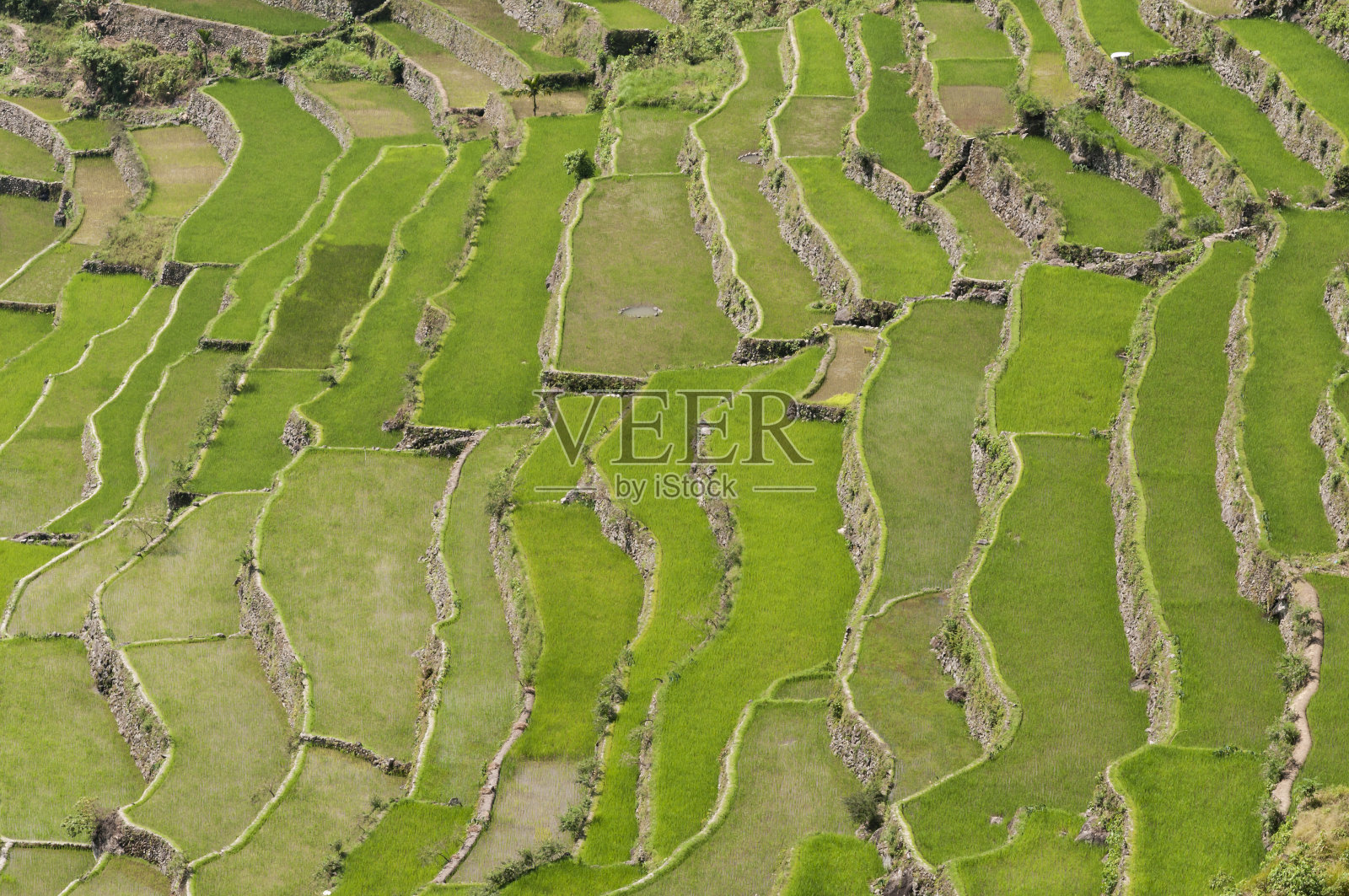 水稻梯田照片摄影图片