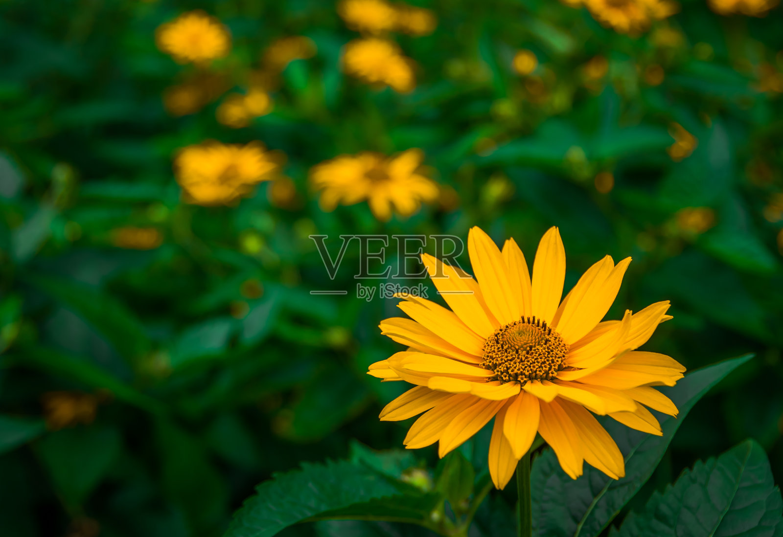 美丽的黄色的花照片摄影图片