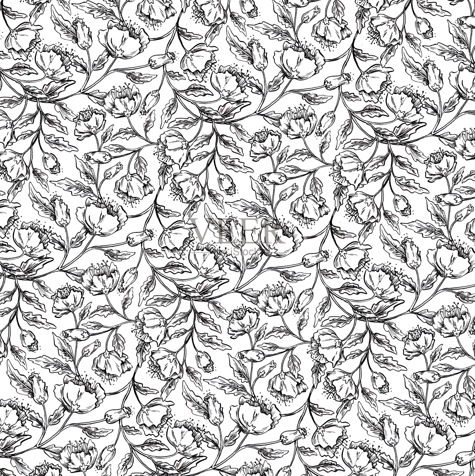 海葵插画图片素材