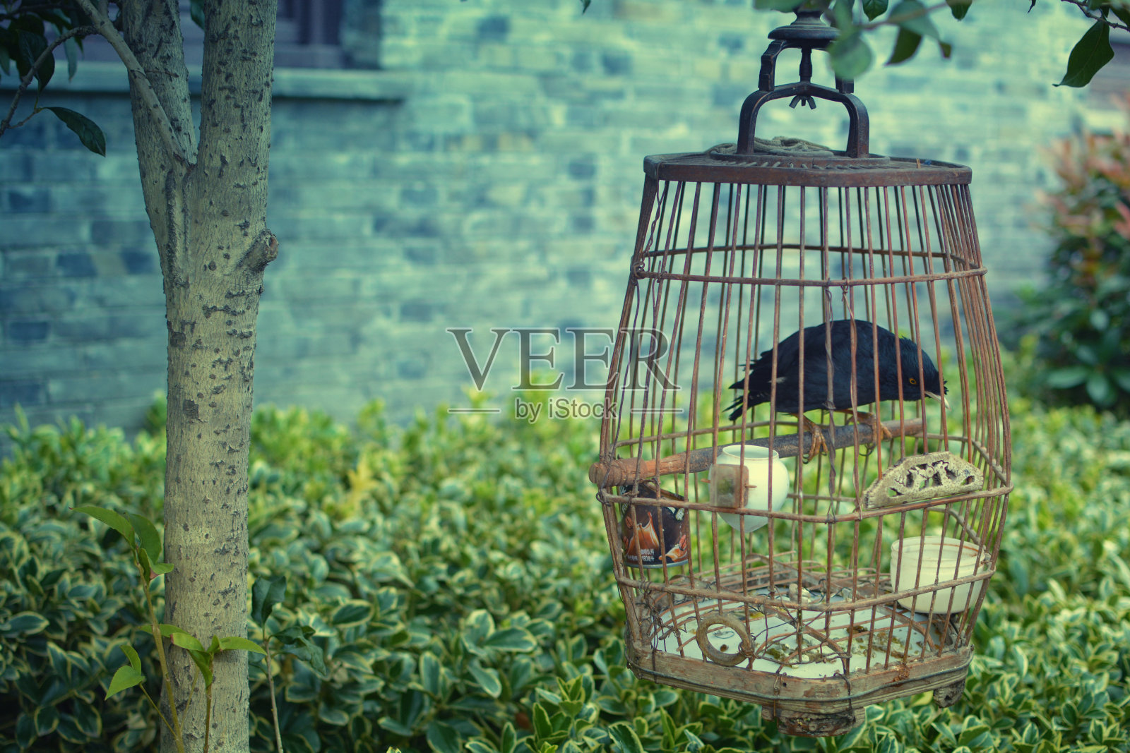 树下笼中鸟照片摄影图片