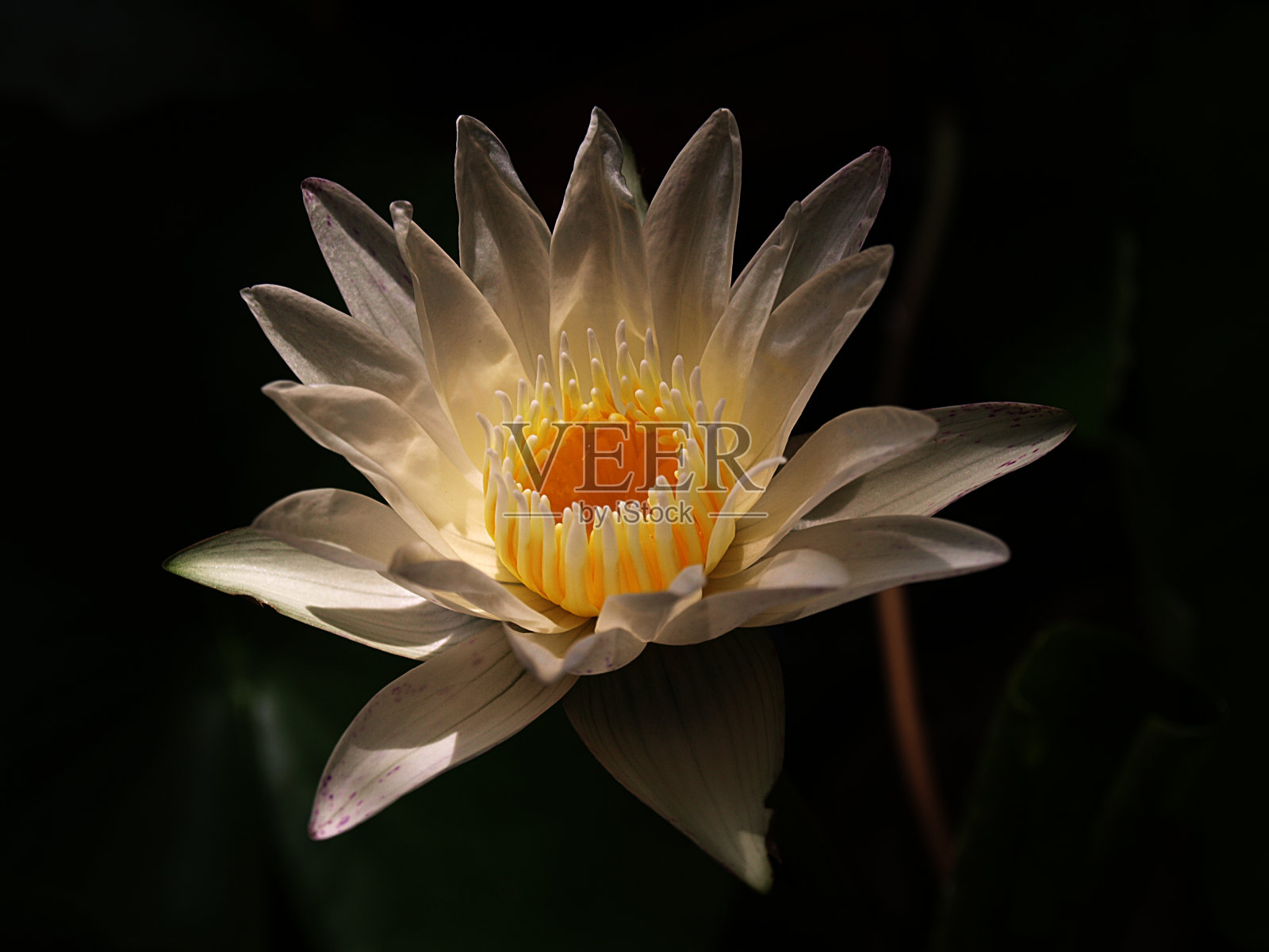 泰国的莲花照片摄影图片