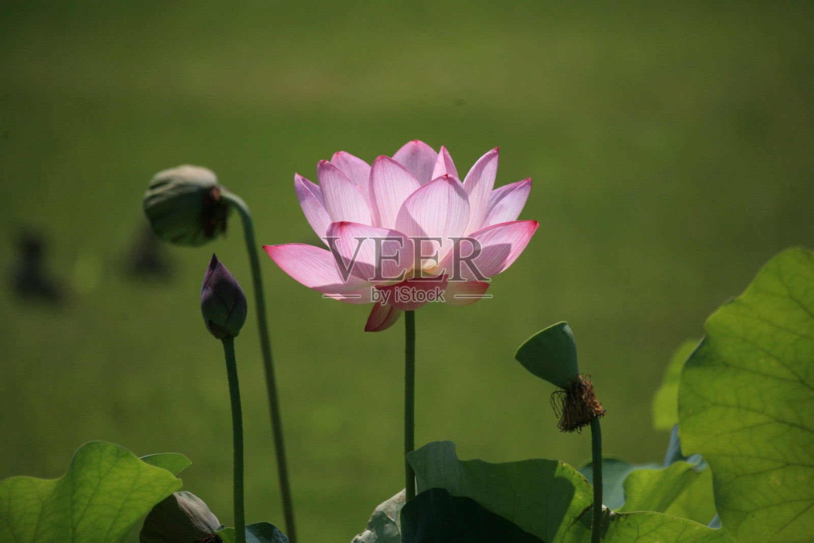 莲花照片摄影图片