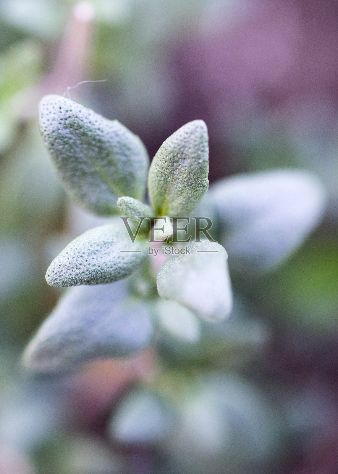 突出的花瓣照片摄影图片