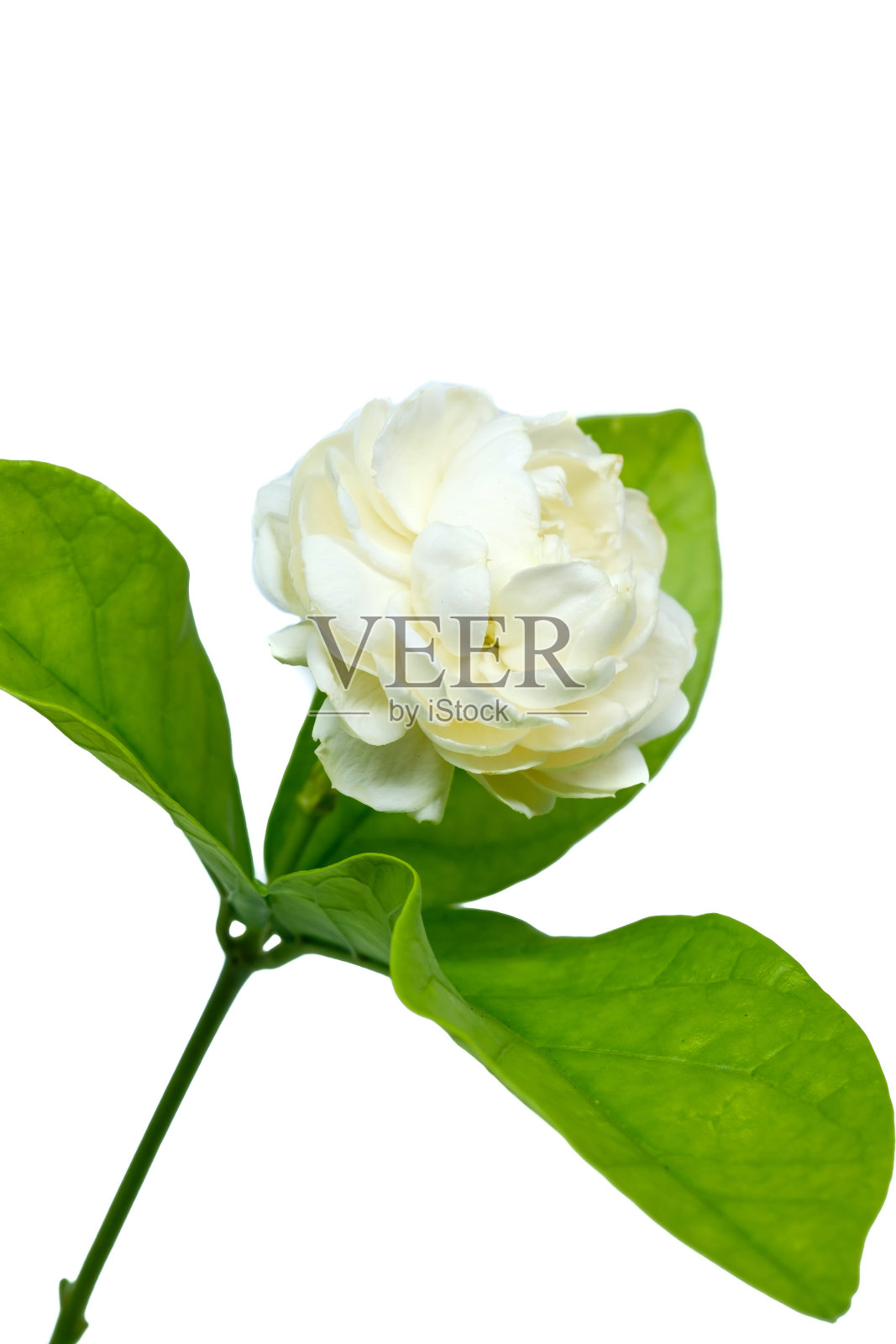 茉莉花孤立在白色背景上照片摄影图片