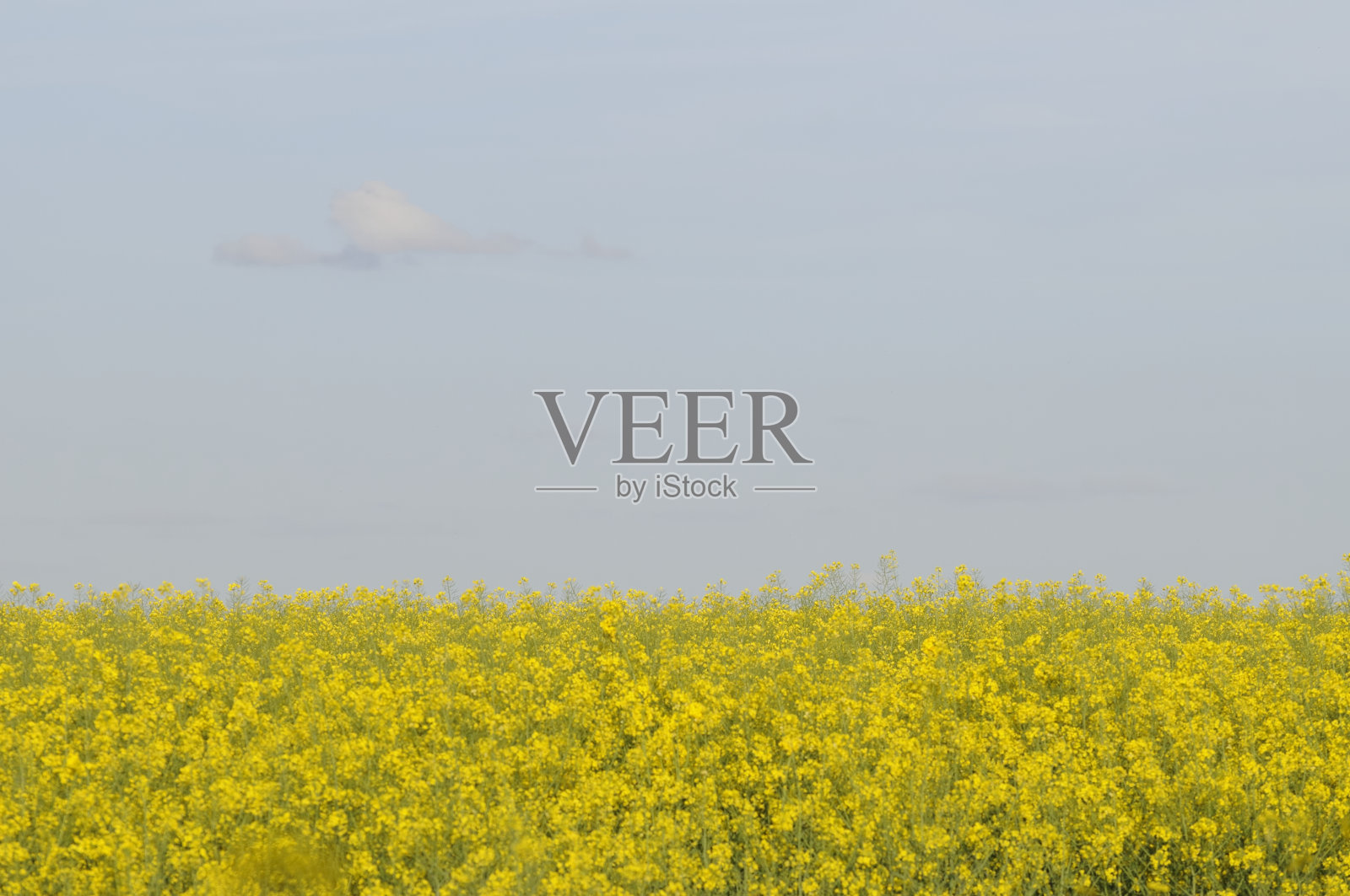 油菜籽照片摄影图片