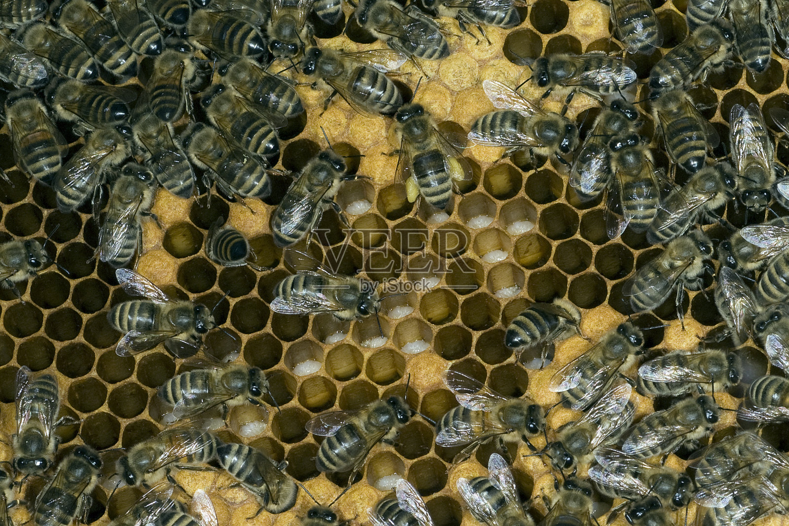 蜜蜂照片摄影图片