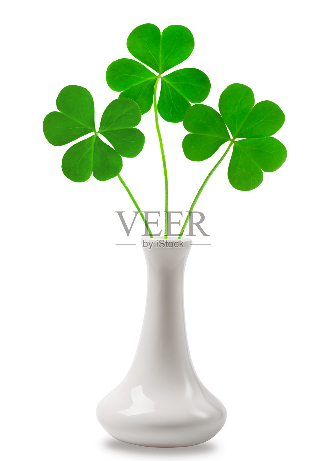 象征圣帕特里克节的绿色三叶草照片摄影图片