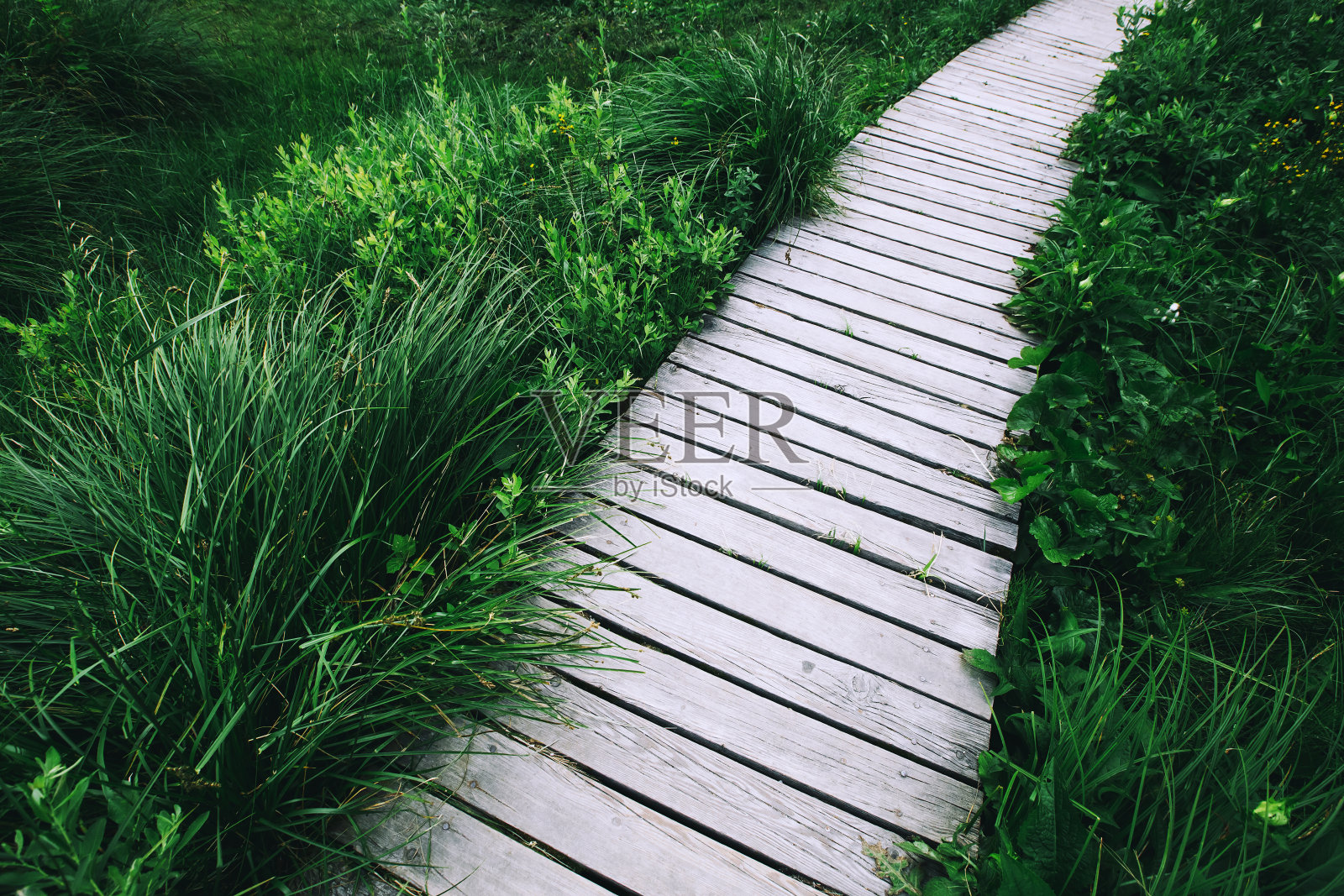 自然背景照片摄影图片