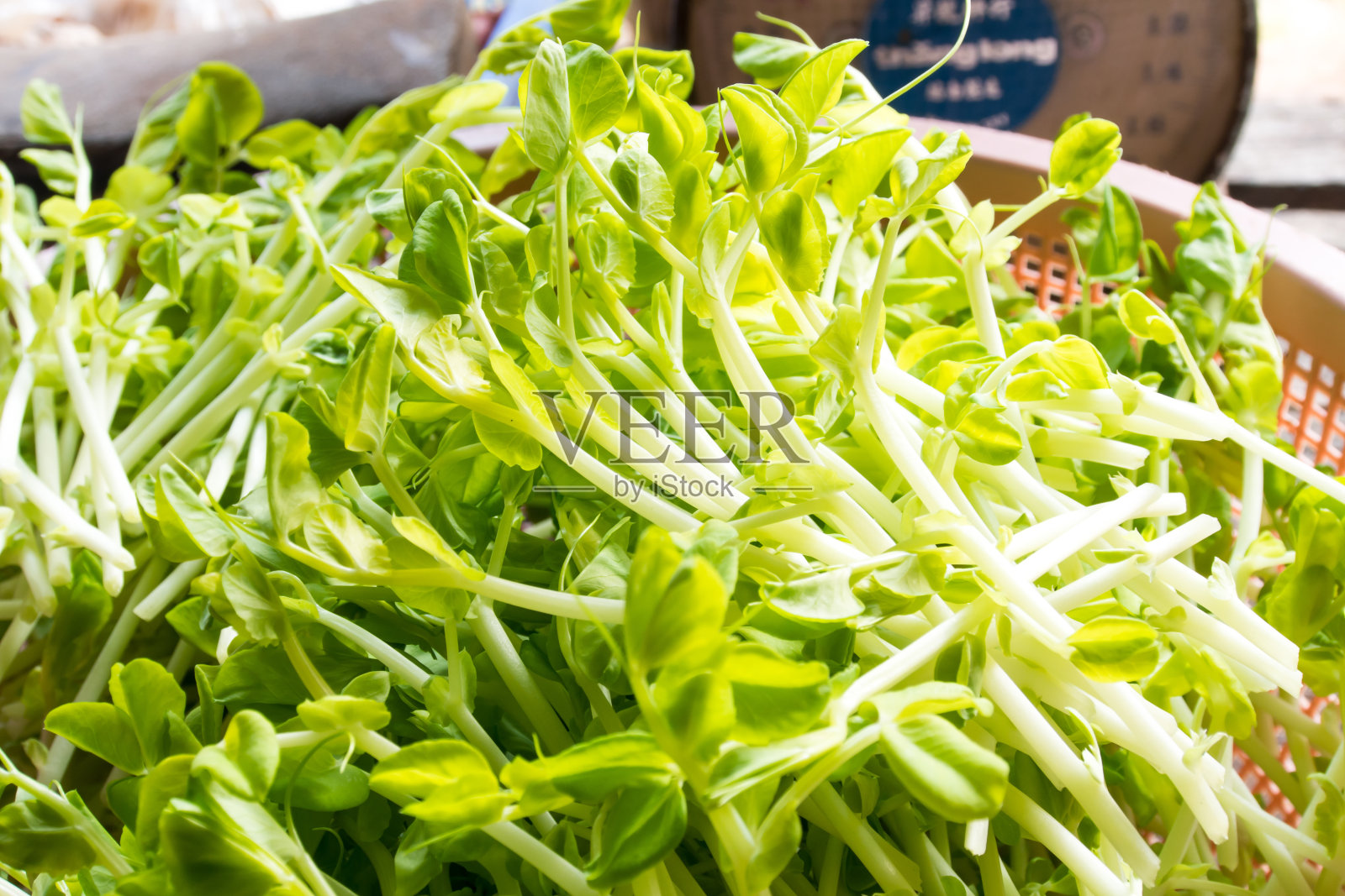 一堆新鲜的香豌豆发芽了。照片摄影图片