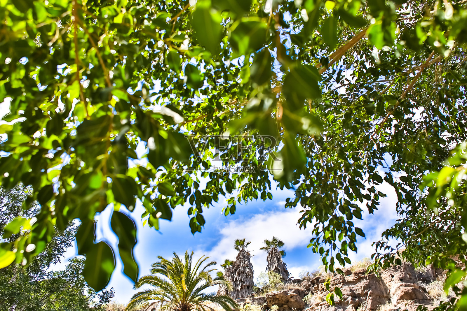 绿色植物照片摄影图片