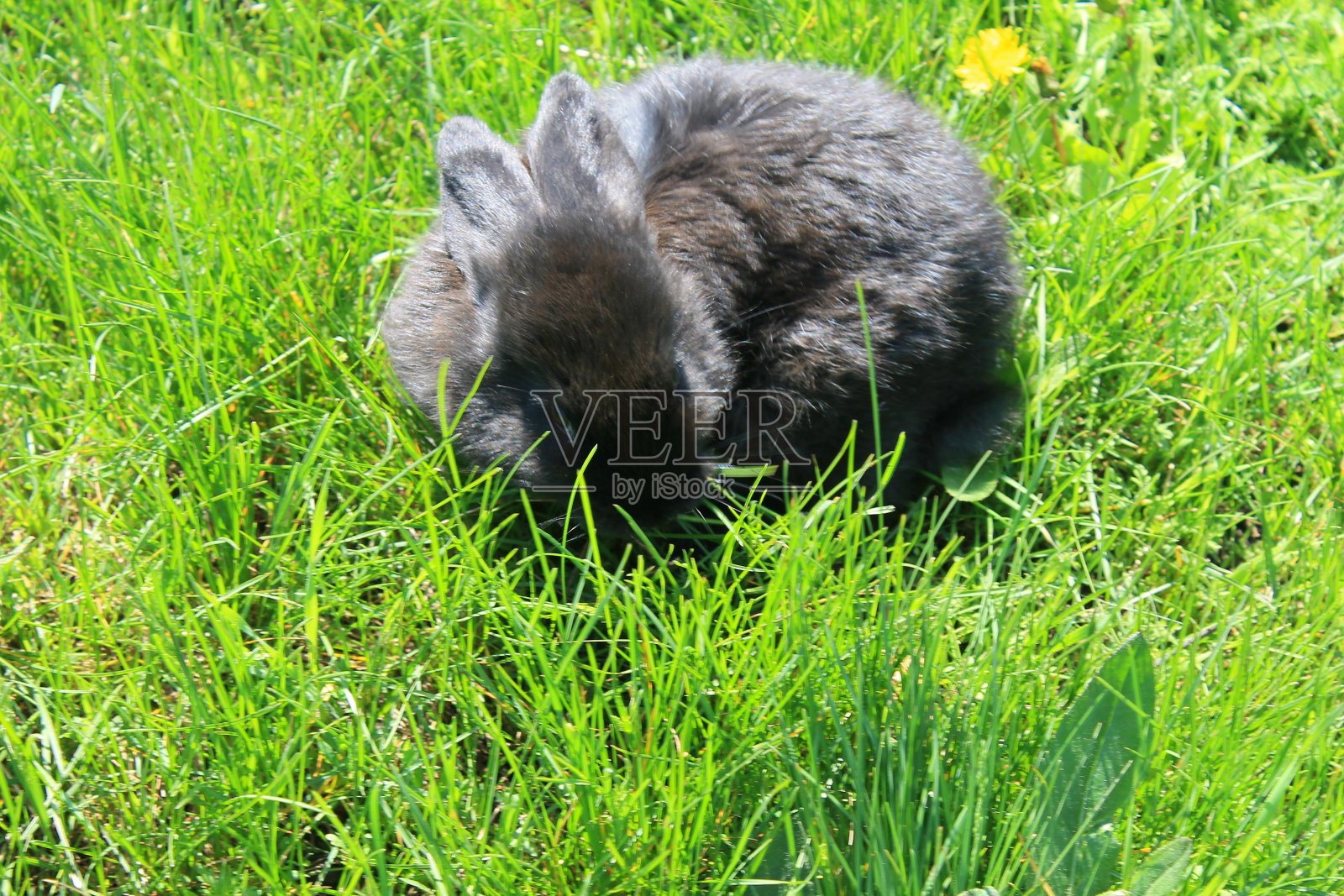 绿草地上的黑兔子照片摄影图片