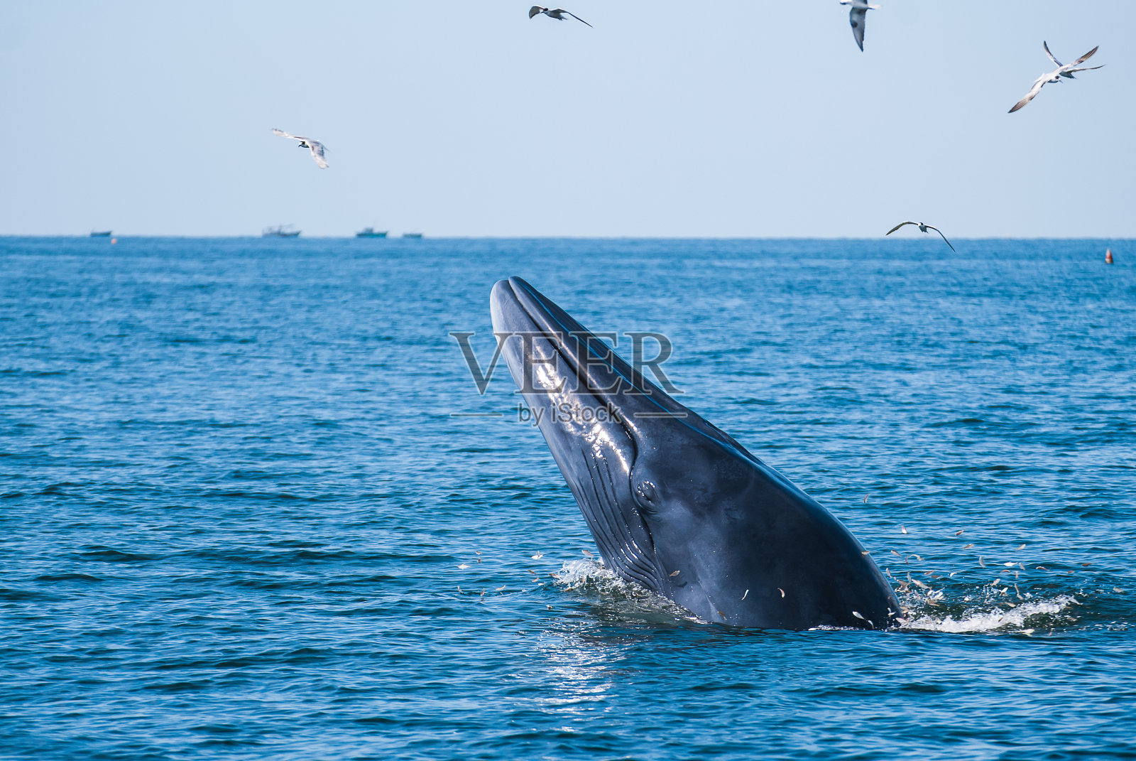 泰国湾的布莱德鲸，伊甸鲸照片摄影图片