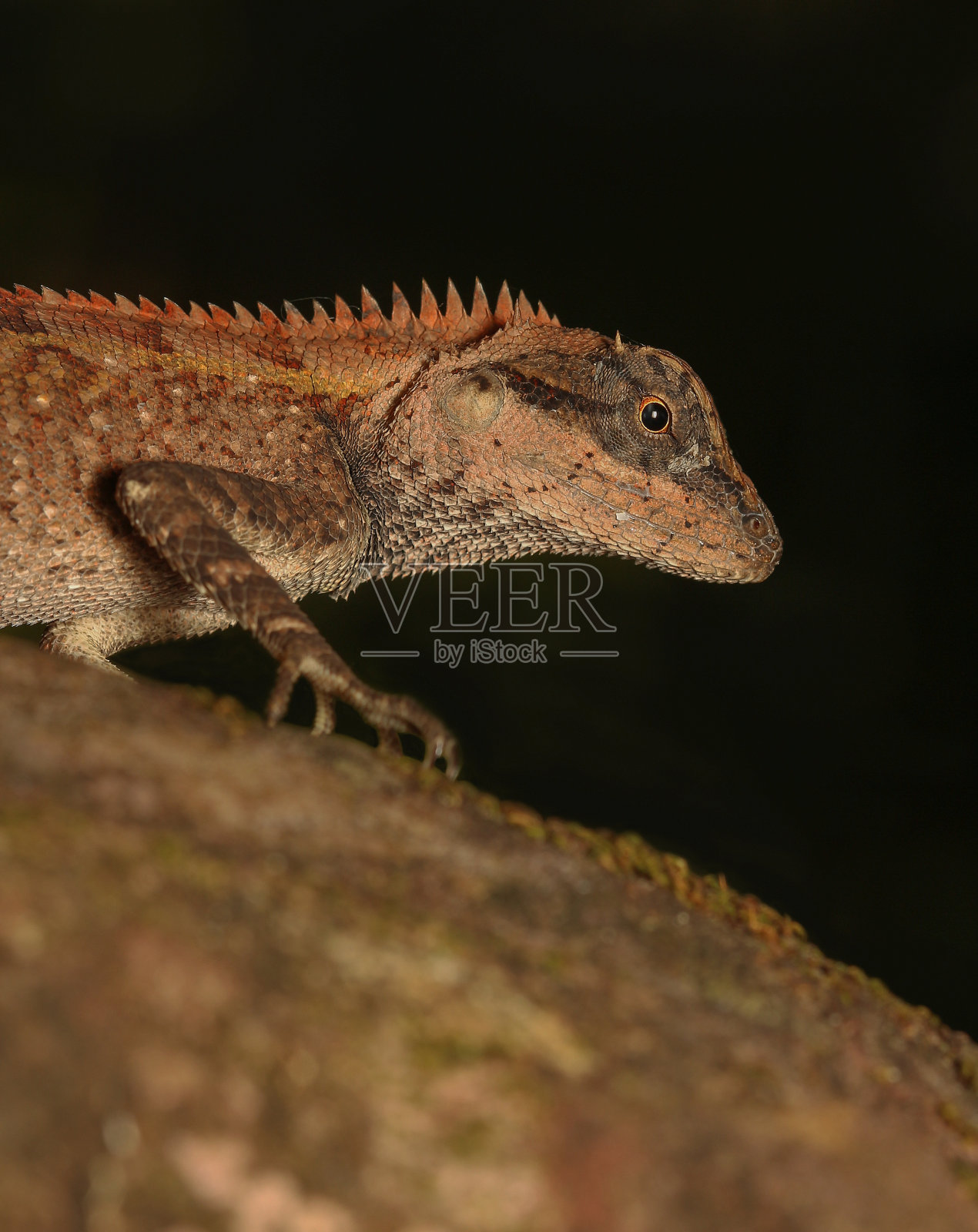 变色蜥蜴照片摄影图片