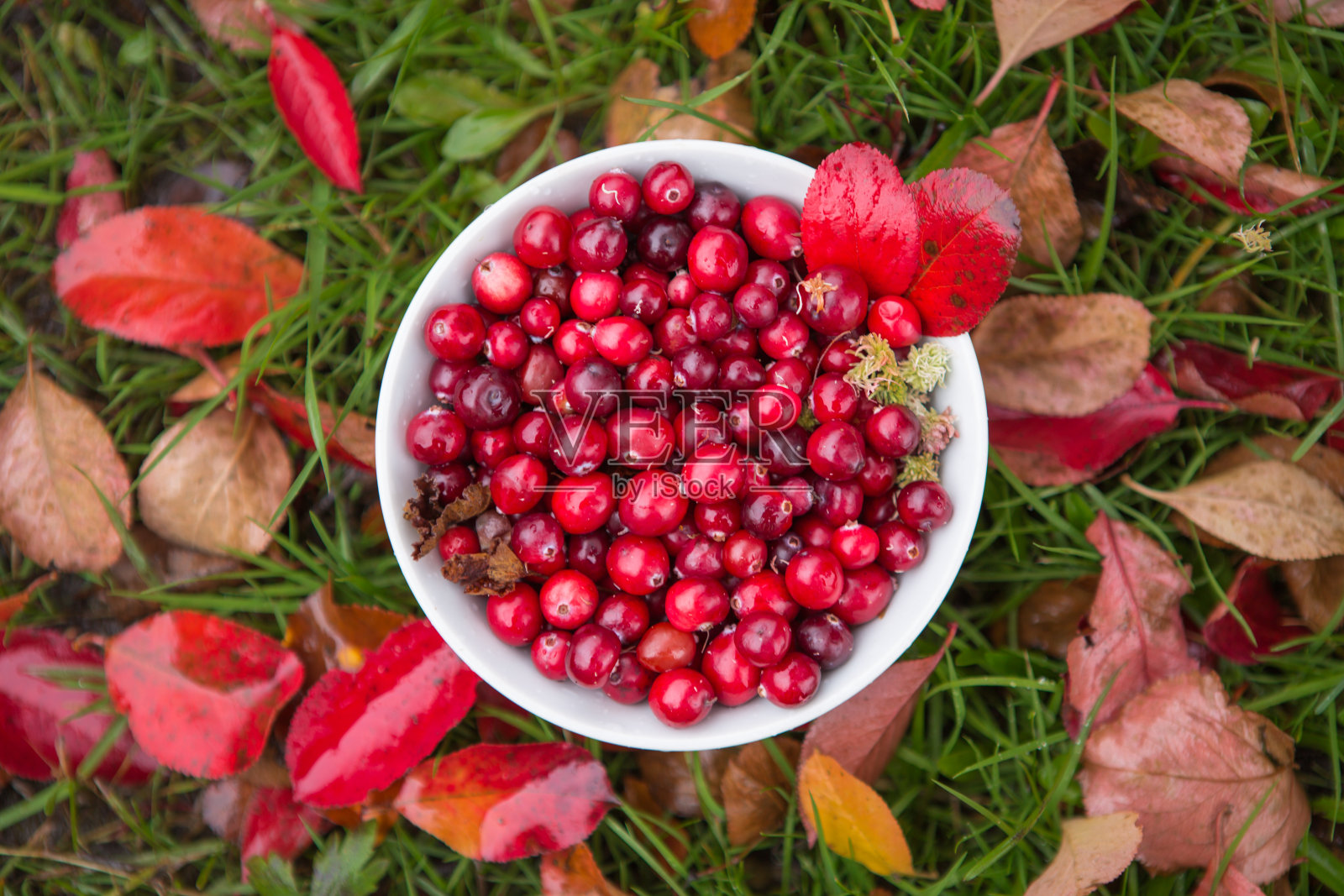 小红莓照片摄影图片
