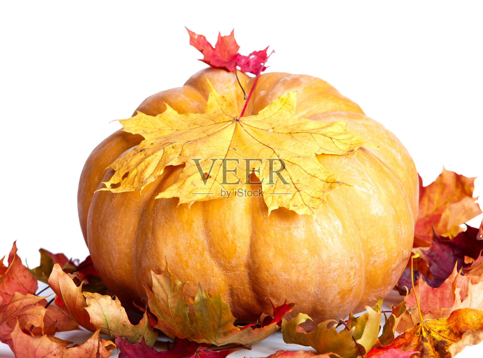 南瓜和枫叶照片摄影图片