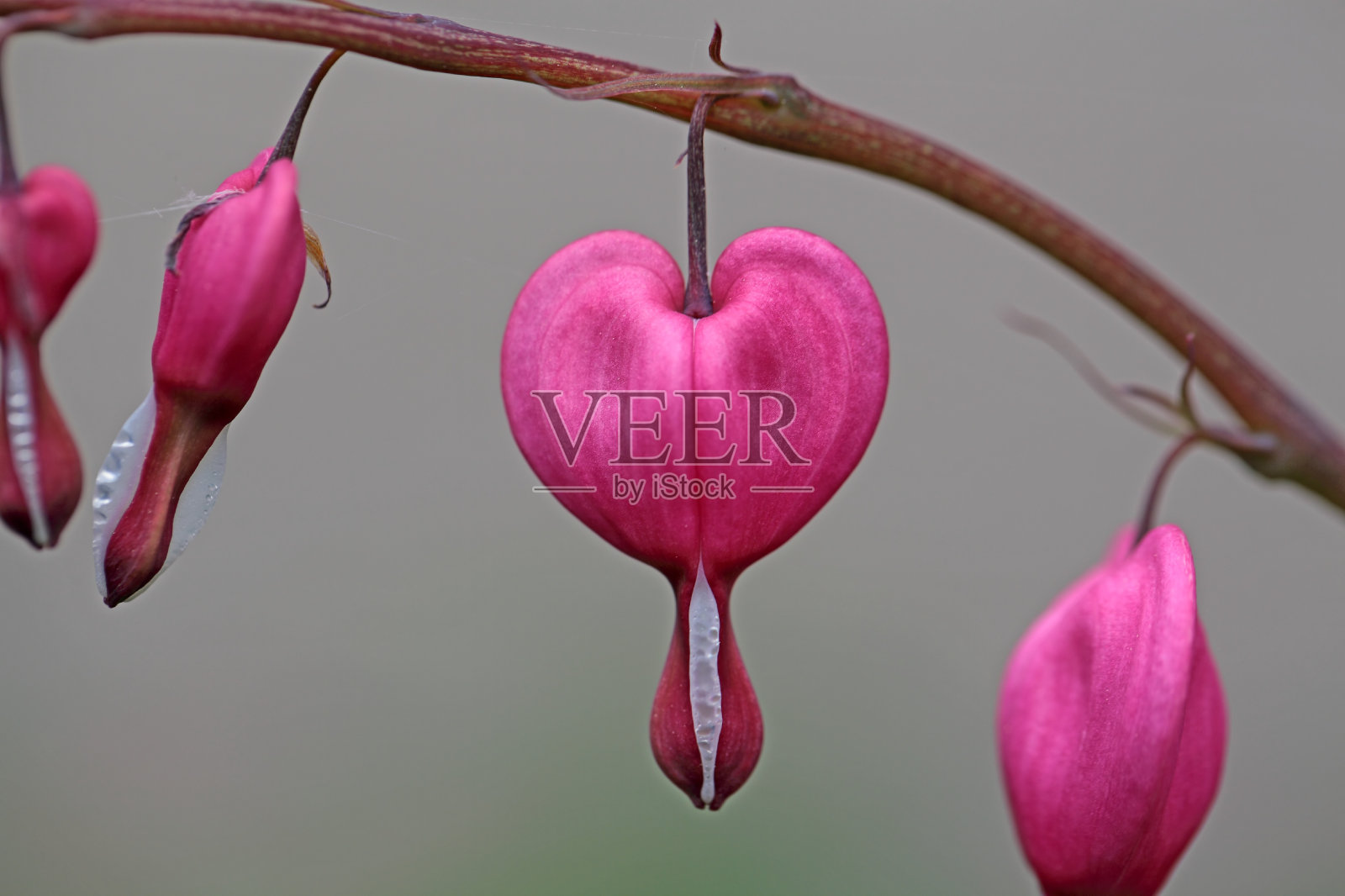 软心肠的花照片摄影图片